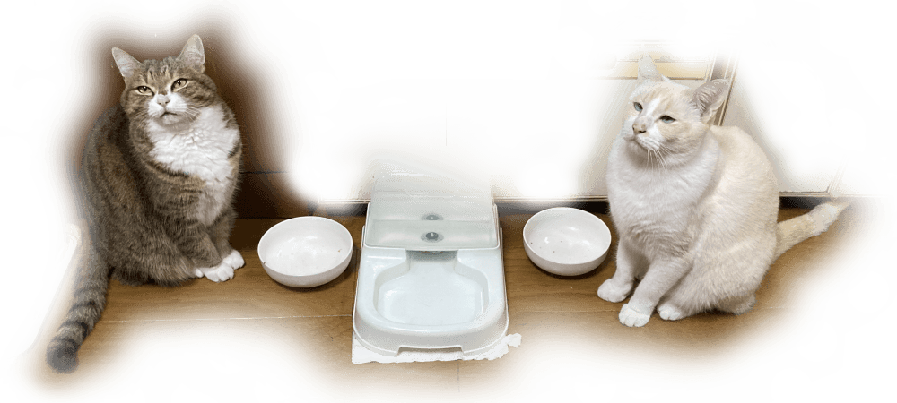 明扇会の看板猫